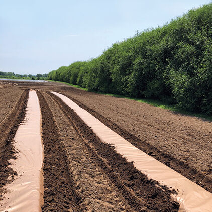 Agricultural Paper Mulch